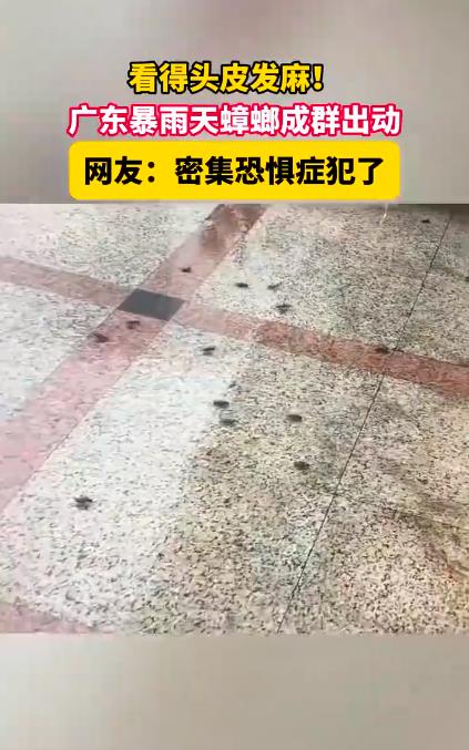 广东暴雨天蟑螂成群出动