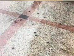 广东暴雨天蟑螂成群出动 从下水道大量涌出，市民直呼太恐怖！