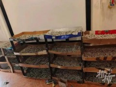 儿子想做蚕丝被 家人网购1万粒蚕卵 6岁男孩一句话，全家变身养蚕专业户！