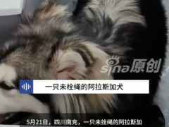 大狗咬伤儿童店主放监控视频 未拴绳犬只闯店伤人