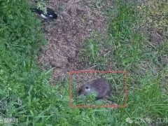 一地惊现“巨型老鼠”:外来入侵物种 现场画面曝光！