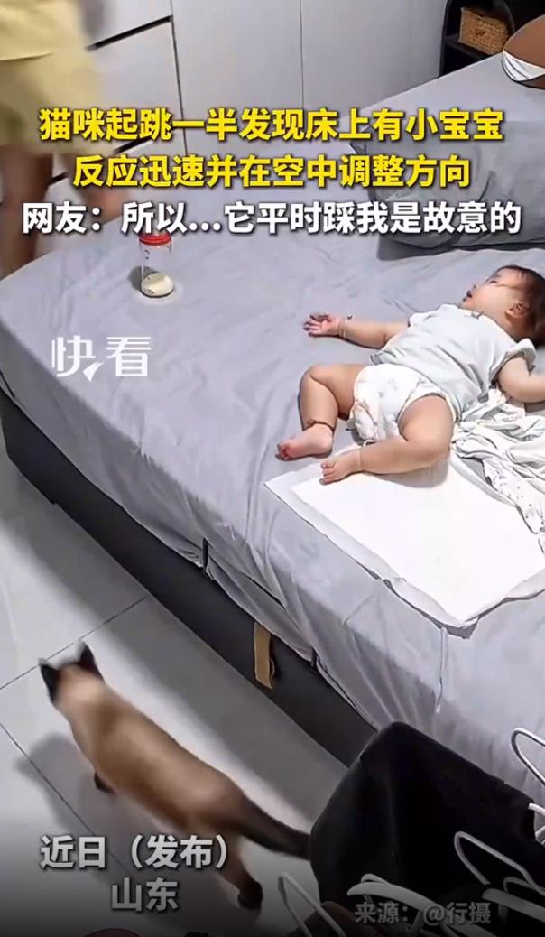 猫咪起跳发现床上有宝宝迅速转向