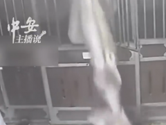 90斤拉布拉多被马当萝卜一口叼起 谁家萝卜90斤啊！