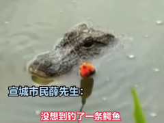 池塘有鳄鱼 钓鱼佬一竿出去正中头部 目前情况如何？