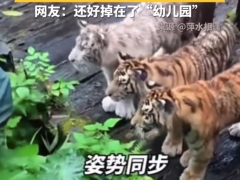 小老虎们围观工作人员捡手机好可爱 现场画面曝光！